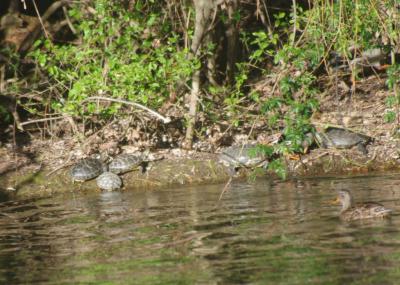 Прикрепленное изображение: 001.jpg